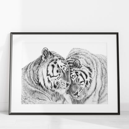 Amur Tigers - wildlife art print - collaboration with  La Fondation du Zoo de Granby
