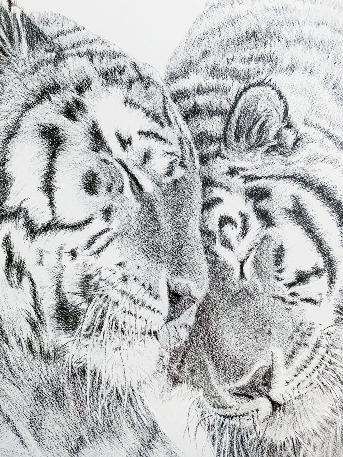 Tigres de l'Amour - estampe d'art animalier - en collaboration avec La Fondation du Zoo de Granby
