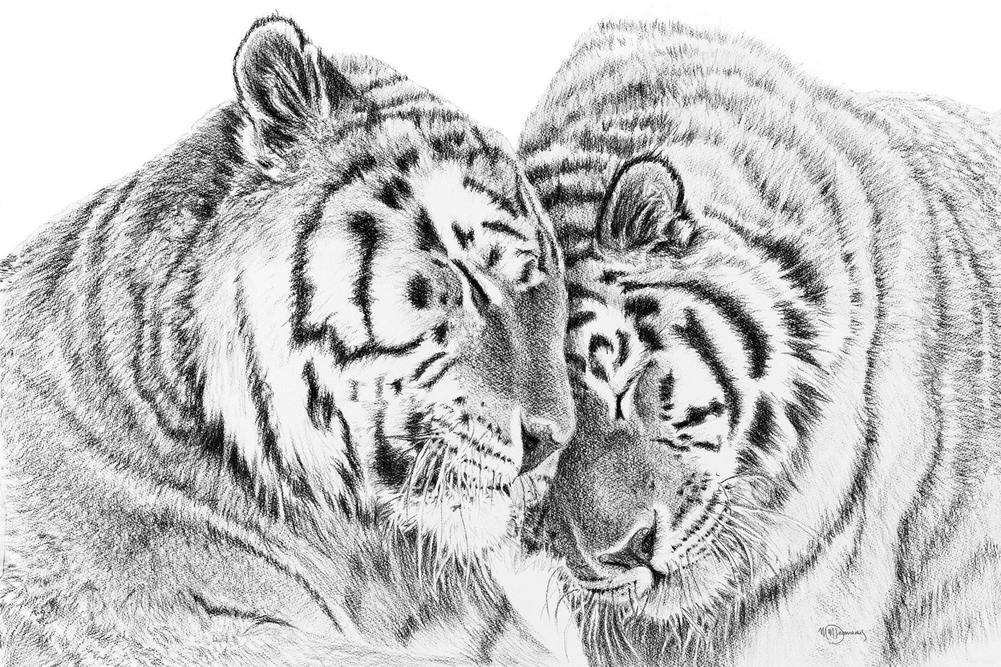 Tigres de l'Amour - estampe d'art animalier - en collaboration avec La Fondation du Zoo de Granby